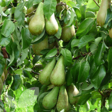 Pear Conference Double U Cordon