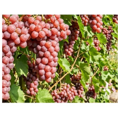 Grape Suffolk Red (Seedless) Grape Suffolk Red (Seedless)