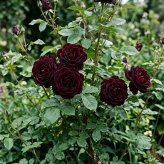 Rose Black Baccara Rose Black Baccara