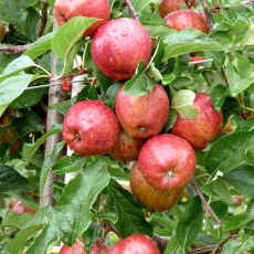Apple Royal Gala Apple Royal Gala