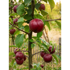 Apple Spartan