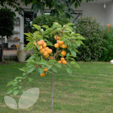 Apricot Compacta - 2 Year Bush 12 Litre