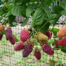 Berry Collection