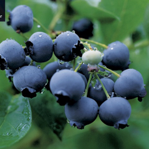 Blueberry Duke 1