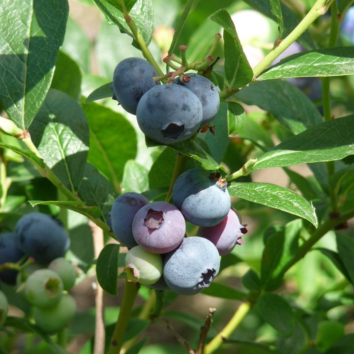 Blueberry Patriot