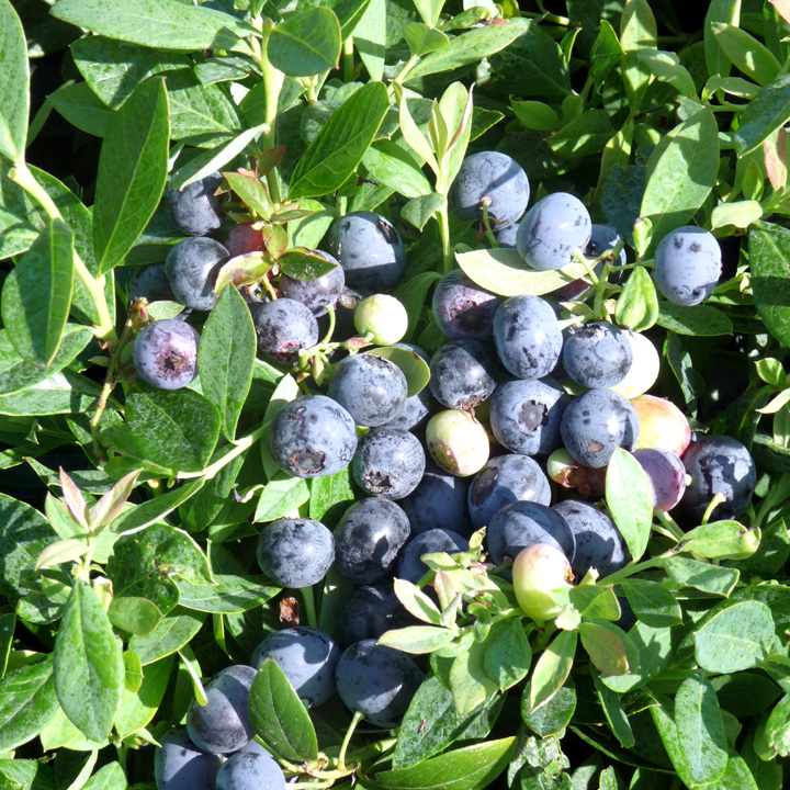 Blueberry Sunshine Blue