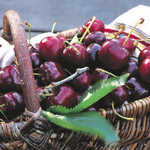 Cherry Early Rivers