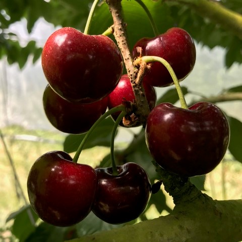 Cherry Lapins