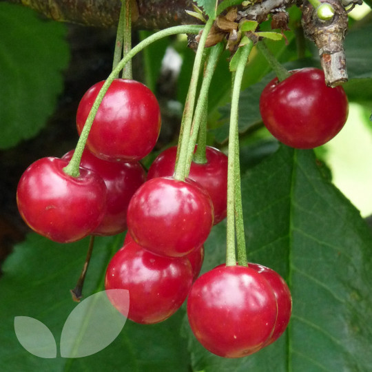 Cherry Morello