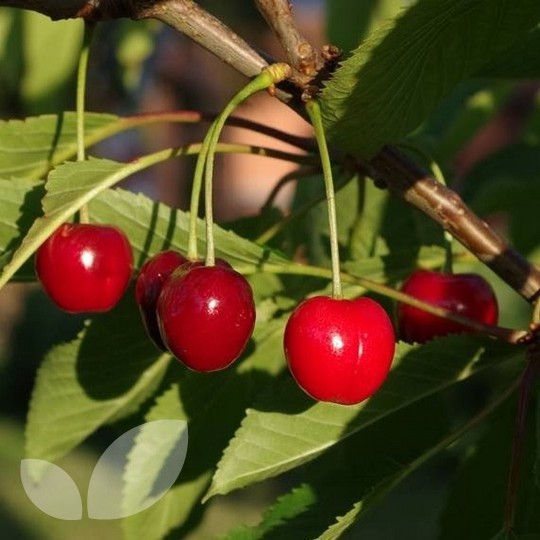 Cherry Stella