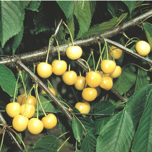 Cherry Vega