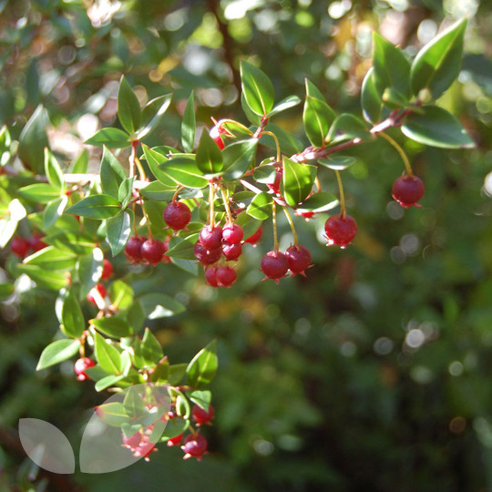 Chilean Guava