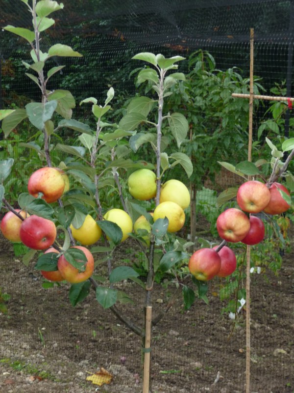 Family Apple Tree