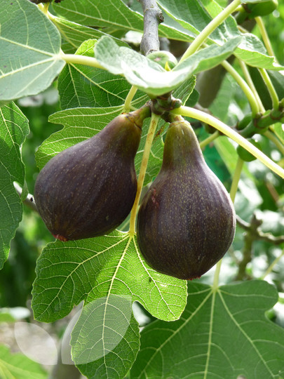 Fig Brown Turkey
