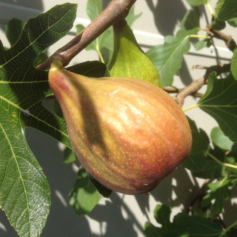 Fig Brunswick