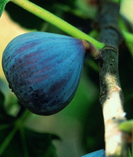 Fig Califfo Blue