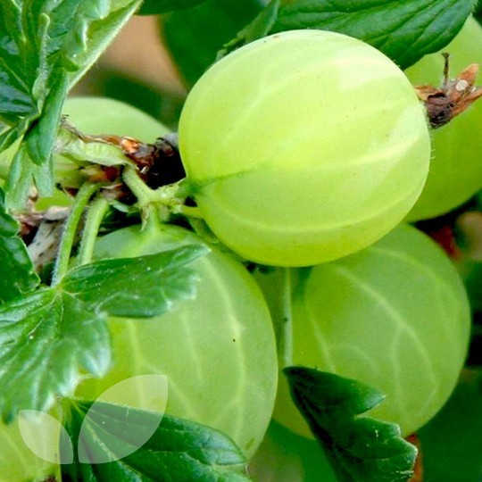 Gooseberry Hinnomaki Green