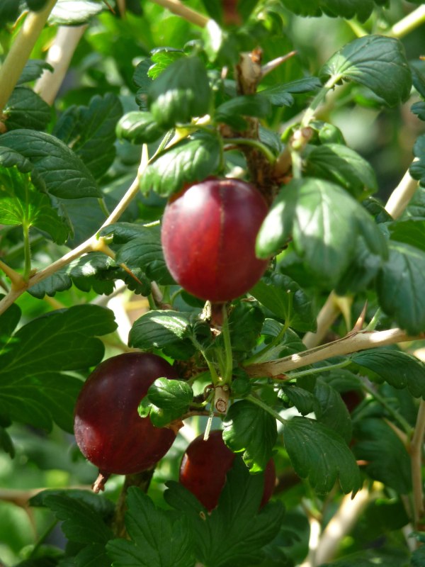 Gooseberryhinred
