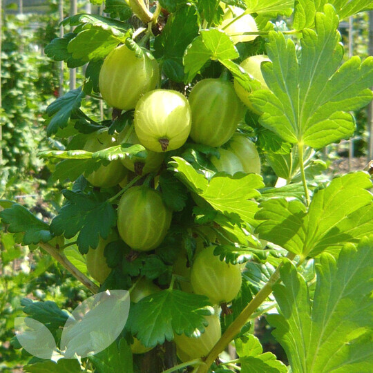 Gooseberry Hinnomaki Yellow