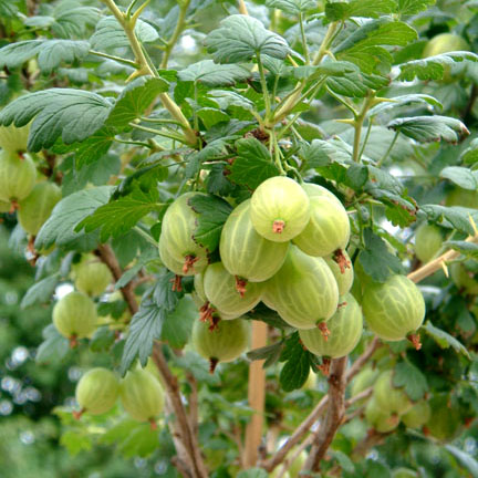 Gooseberry Invicta