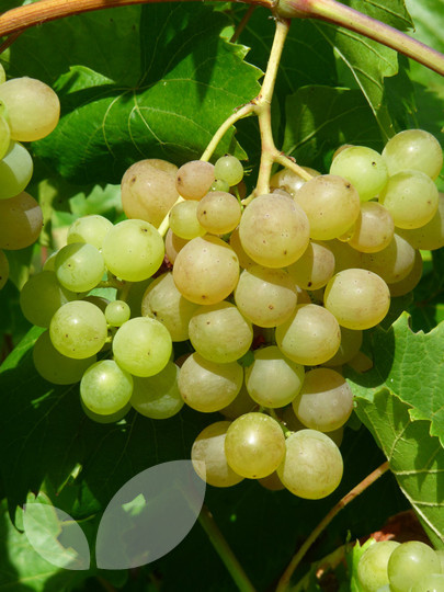 Grape Phoenix