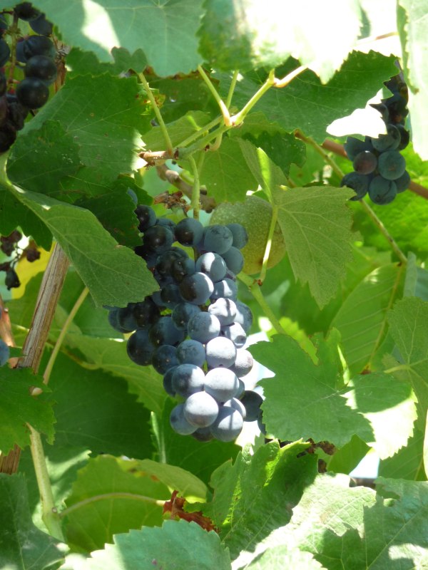 Grape Rondo