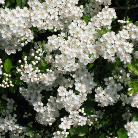 Hedging Hawthorn Crataegus Monogyna