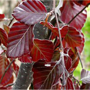 Hedging Fagus Purple