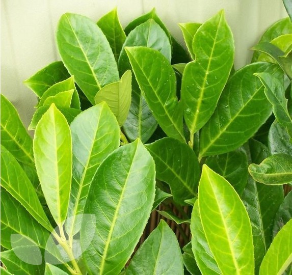 Hedging Prunus Laur