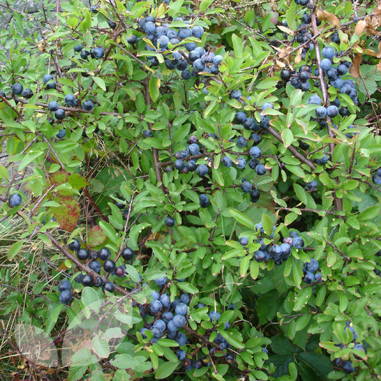 Hedging Blackthorn
