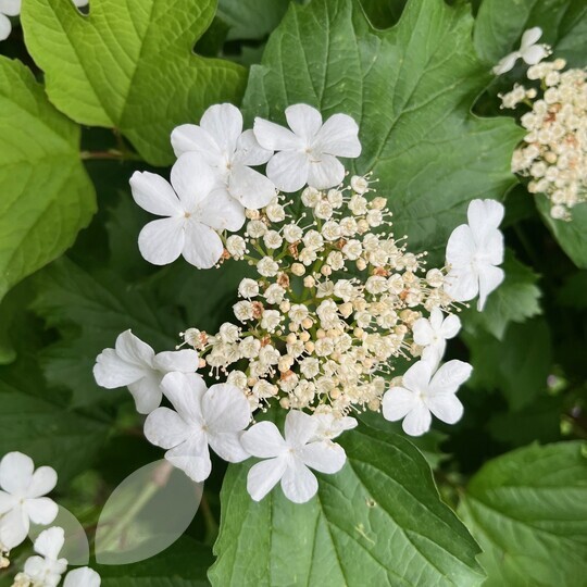 Hedging Guelder Rose