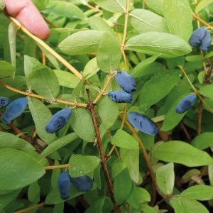 Honeyberry
