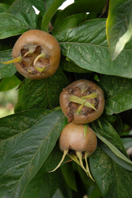 Medlar Nottingham