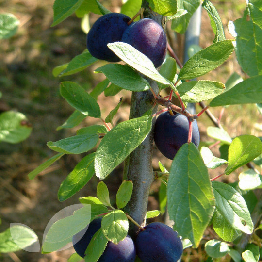 Damson Merryweather
