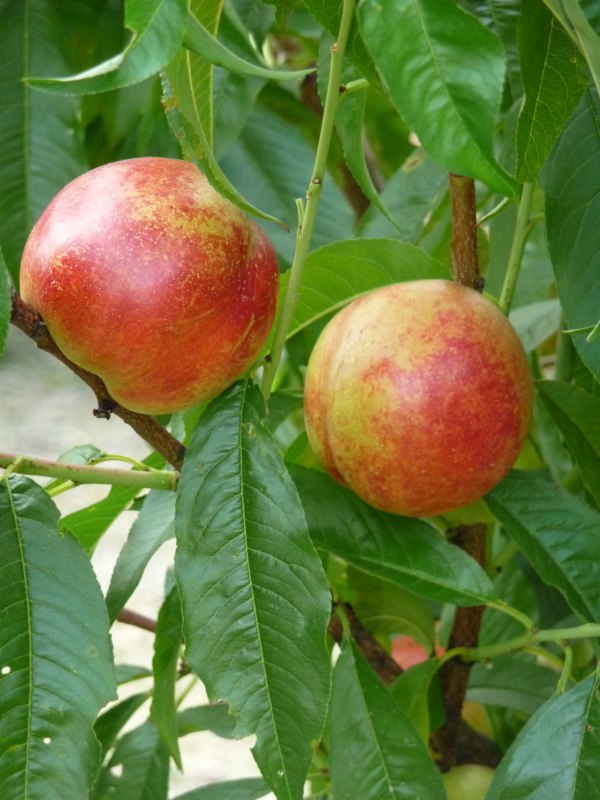 Nectarine Lord Napier1