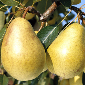 Pear Improvered Fertility