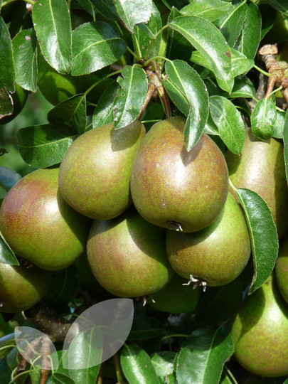 Pear Louise Bonne of Jersey