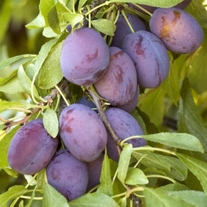 Plummarj