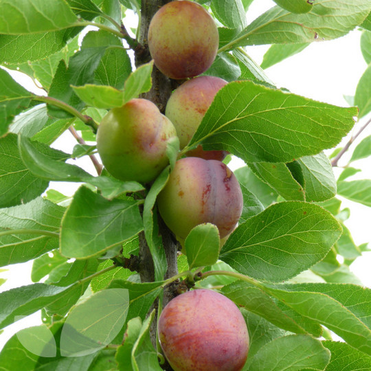 Plum Opal