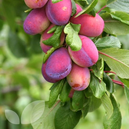 Plum Victoria
