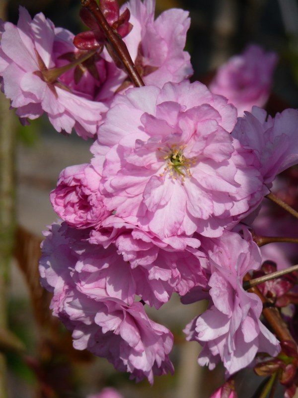 Prunus Kanzan