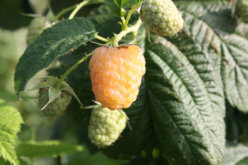 Raspberry All Gold Rhs Raspberry All Gold Canes For Sale - Blackmoor Nurseries