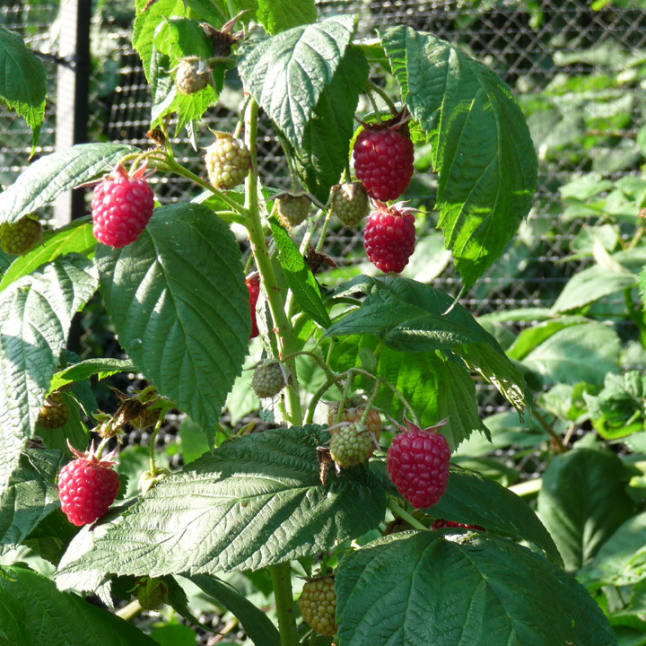 Raspberry Autumn Bliss3
