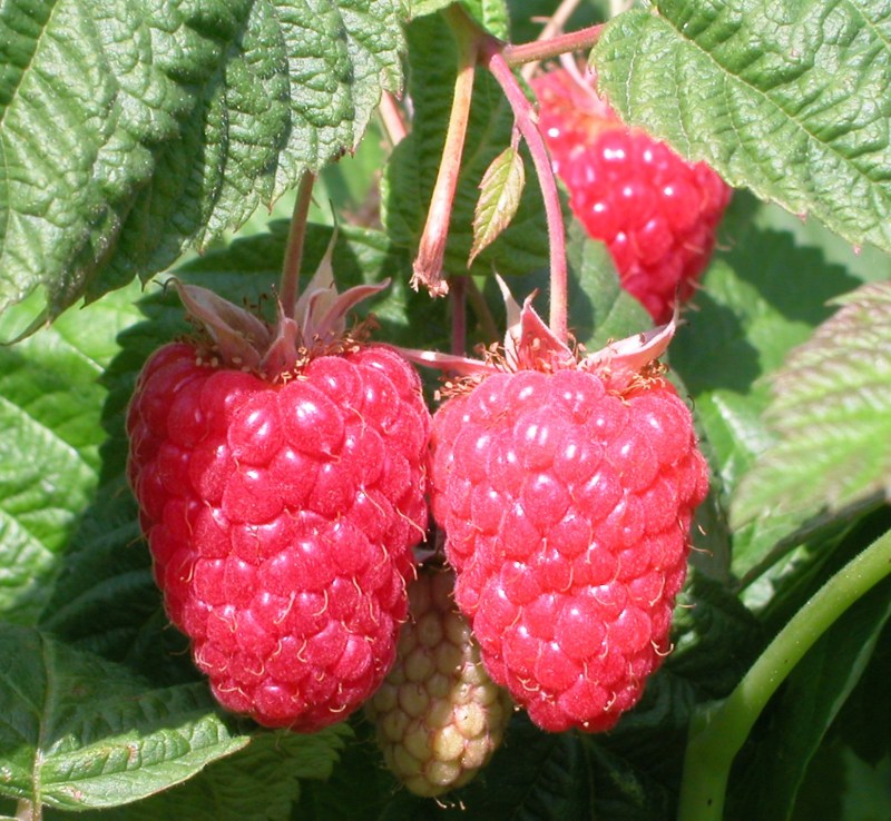 Raspberry Cascade Delight