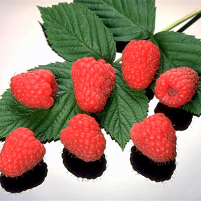 Raspberry Polka