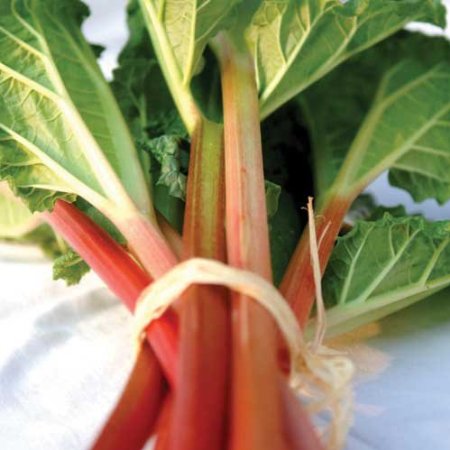 Rhubarb Champagne