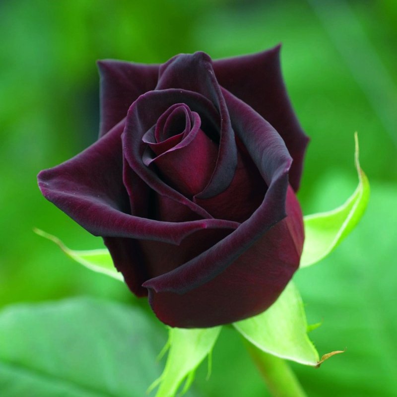 Rose Black Baccara