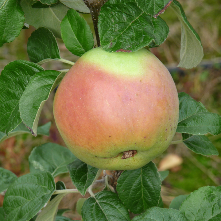 Apple Arthur Turner