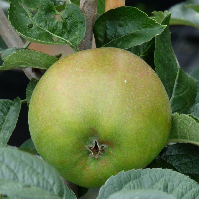 Apple Blenhium Orange