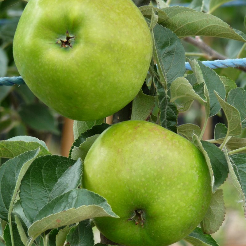 Apple Bountiful